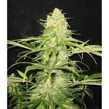 Ein allgemeines Bild